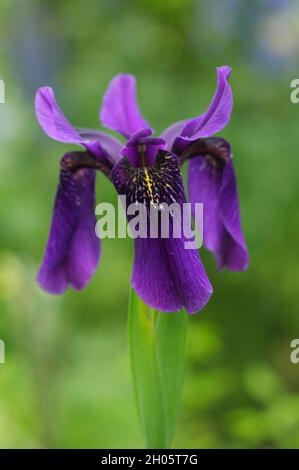 Iris „Caesars Bruder“. Intensive violette Blüten der Iris sibirica 'Caesar's Brother' Sibirische Iris in einem Garten Grenze. VEREINIGTES KÖNIGREICH Stockfoto