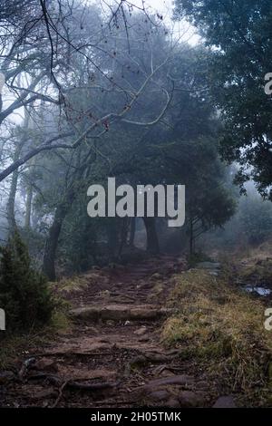 Pfad aus Felsen und rotem Schmutz geht in immergrünen Eichenwald mit Boden bedeckt mit herbstlichen Blättern und Felsen mit Moos mit Morgenlicht kriechend dazwischen Stockfoto