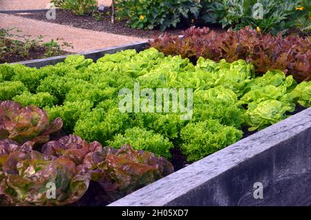 Verschiedene Sorten von Salat, die in einem Hochbett im Kitchen Garden im RHS Garden Bridgewater, Worsley, Greater Manchester, Großbritannien, angebaut werden. Stockfoto