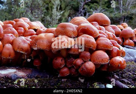 Nahaufnahme von Hypholoma lateritium, manchmal auch Ziegelkappe, Kastanienpilz, Zimtkappe genannt. Stockfoto