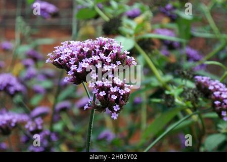 Tiny Purple Top 'Verbena bonariensis' Blumen in den Grenzen von RHS Garden Bridgewater, Worsley, Greater Manchester, Großbritannien. Stockfoto