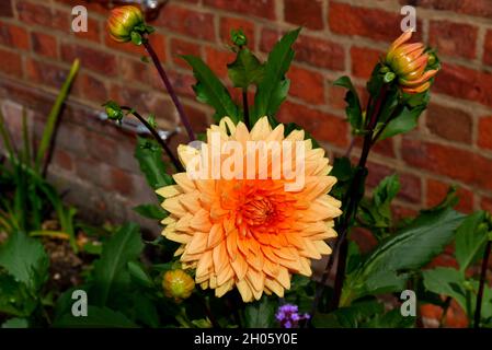 Orange Chrysanthemen Blume in den Grenzen des RHS Garden Bridgewater, Worsley, Greater Manchester, Großbritannien angebaut. Stockfoto