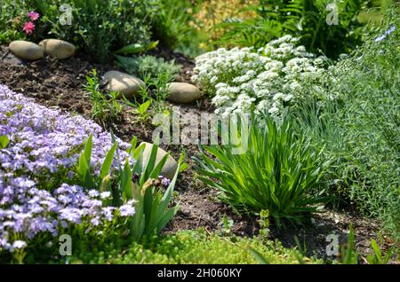 Blumenbeet mit Steinen, weißen und violetten Blüten und vielen grünen Pflanzen Stockfoto