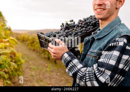 Zugeschnittenes Foto eines lächelnden Bauern, der während der Erntezeit die Weintraubenkiste auf seiner Schulter hielt. Stockfoto