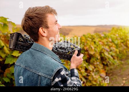 Seitenansicht Foto eines jungen fröhlichen Bauern hält Korb mit Trauben auf der Schulter während der Arbeit am Weinberg, Weinlese Konzept. Stockfoto