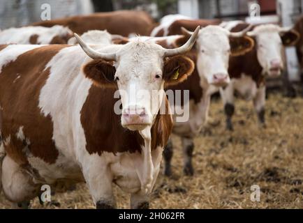 Eine Gruppe von simmentaler Kühen, die auf einer Ranch mit Scheune im Hintergrund stehen Stockfoto