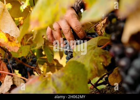 Farmer Hand untersucht die Qualität der Trauben auf die Erntezeit für die weitere Ernte, Familie Kleinunternehmen Konzept. Stockfoto