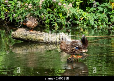 mallard-Enten, die auf Holzstämmen im Fluss ruhen Stockfoto