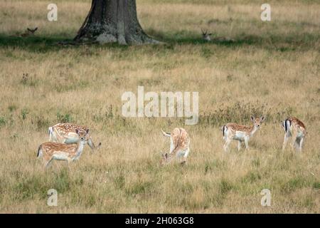 Schöne Damhirsche in der englischen Landschaft Stockfoto
