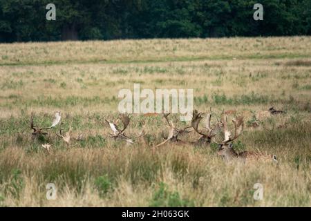 Wunderschöne Damhirsche, die im Gras ruhen und Geweihe zeigen Stockfoto