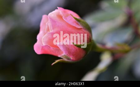 Eine wunderschöne Rosenblüte. Stockfoto