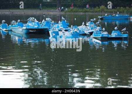 Möwen reagieren auf Booten im Regent’s Park, London, am 9. Oktober 2021. Stockfoto