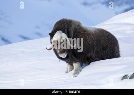 Muskoxbulle (Ovibos moschatus) Porträt eines Männchens in schneebedeckter Tundra im Winter, Dovrefjell-Sunndalsfjella-Nationalpark, Norwegen Stockfoto