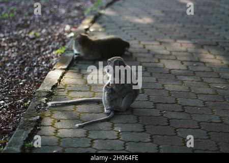 Das Affenkind in Mutters Umarmung befindet sich auf der Joggingstrecke, die sich im Schatten der Bäume im Taman Bandar Indera Mahkota Kuantan Pahang befindet Stockfoto