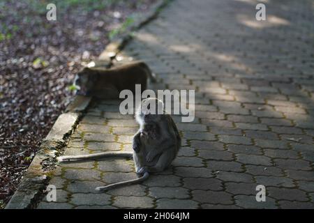 Das Affenkind in Mutters Umarmung befindet sich auf der Joggingstrecke, die sich im Schatten der Bäume im Taman Bandar Indera Mahkota Kuantan Pahang befindet Stockfoto