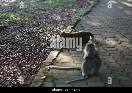 Das Affenkind in Mutters Umarmung befindet sich auf der Joggingstrecke, die sich im Schatten der Bäume im Taman Bandar Indera Mahkota Kuantan Pahang befindet Stockfoto