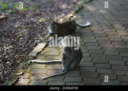 Das Affenkind in Mutters Umarmung befindet sich auf der Joggingstrecke, die sich im Schatten der Bäume im Taman Bandar Indera Mahkota Kuantan Pahang befindet Stockfoto