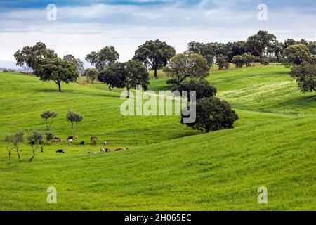 Portugal: Ländliche Landschaft der Region Alentejo Stockfoto
