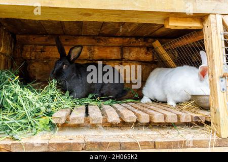 Kleine Fütterung weißen und schwarzen Kaninchen kauen Gras in Kaninchen-Hutch auf Tierfarm, Scheune Ranch Hintergrund. Bunny in Hutch auf natürliche Öko-Farm. Modern Stockfoto