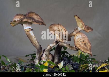 Armillaria solidipes (Armillaria ostoyae) oder Honigpilze, die in einem Wald in den Cascade Mountains im Zentrum von Oregon, in der Nähe des Cultus Lake, wachsen. Stockfoto