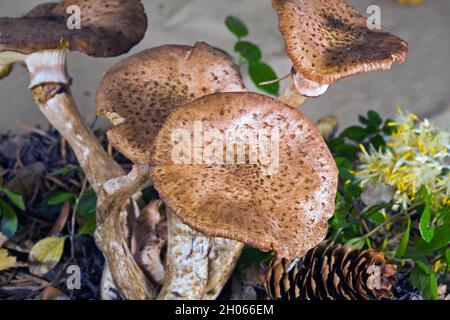 Armillaria solidipes (Armillaria ostoyae) oder Honigpilze, die in einem Wald in den Cascade Mountains im Zentrum von Oregon, in der Nähe des Cultus Lake, wachsen. Stockfoto