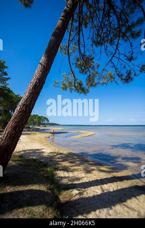 Biscarrosse (Südwestfrankreich), Navarosse: Strand des Teiches von Cazaux und Sanguinet Stockfoto