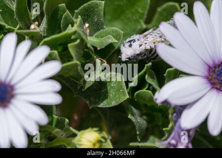 Leopard-Holzmotte, Zeuzera pyrina, weiße Motte mit schwarzen Flecken, die auf den Blättern von Gänseblümchen wandern Stockfoto