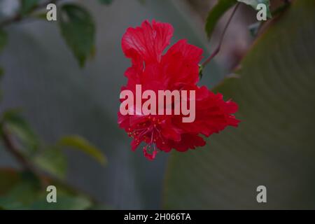 Natürliche Abendansicht der offiziellen Nationalblume des Roten Hibiskus von Malaysia Stockfoto