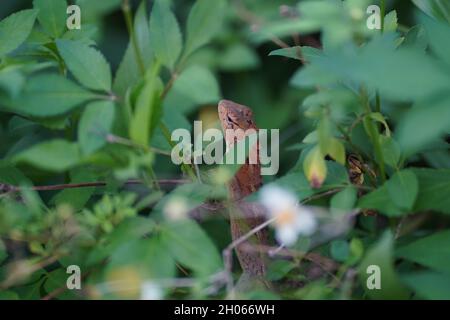 Agamid-Eidechse in den Spalten von grünen, üppigen Blättern. Sie sind bekannt mit vielen Namen wie Leguan-Eidechse, Chamäleon, Garten-Eidechse und Blätter Eidechse Stockfoto