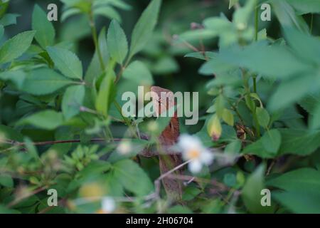 Agamid-Eidechse in den Spalten von grünen, üppigen Blättern. Sie sind bekannt mit vielen Namen wie Leguan-Eidechse, Chamäleon, Garten-Eidechse und Blätter Eidechse Stockfoto