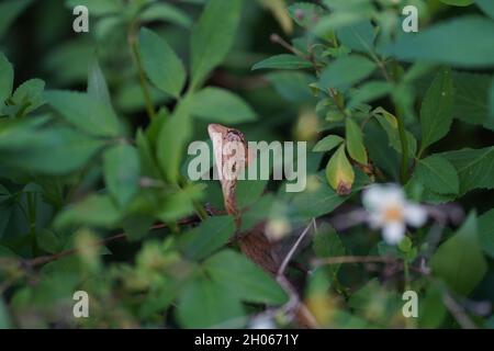 Agamid-Eidechse in den Spalten von grünen, üppigen Blättern. Sie sind bekannt mit vielen Namen wie Leguan-Eidechse, Chamäleon, Garten-Eidechse und Blätter Eidechse Stockfoto