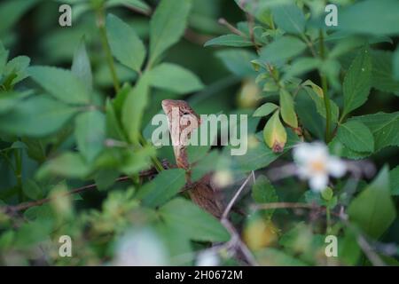 Agamid-Eidechse in den Spalten von grünen, üppigen Blättern. Sie sind bekannt mit vielen Namen wie Leguan-Eidechse, Chamäleon, Garten-Eidechse und Blätter Eidechse Stockfoto