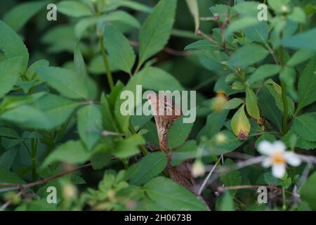 Agamid-Eidechse in den Spalten von grünen, üppigen Blättern. Sie sind bekannt mit vielen Namen wie Leguan-Eidechse, Chamäleon, Garten-Eidechse und Blätter Eidechse Stockfoto