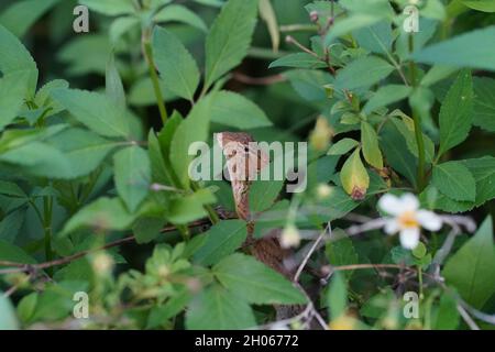 Agamid-Eidechse in den Spalten von grünen, üppigen Blättern. Sie sind bekannt mit vielen Namen wie Leguan-Eidechse, Chamäleon, Garten-Eidechse und Blätter Eidechse Stockfoto