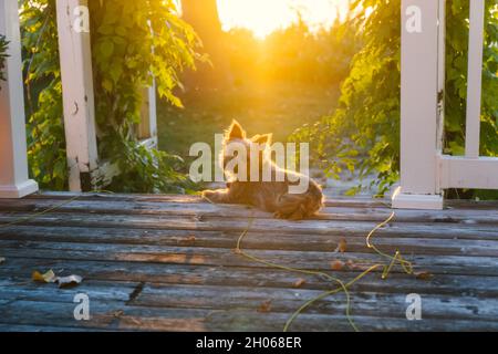 Der Hund Yorkshire Terrier sitzt bei Sonnenuntergang auf einem Holzdeck mit Hintergrundbeleuchtung Stockfoto