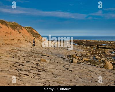 Eine einzelne Wandererin überquert an einem sonnigen Tag mit blauem Himmel eine wellengeschnittene Kalksteinplattform in Seahouses an der Küste von Northumberland. Stockfoto