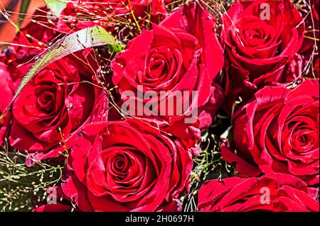 Strauß roter Rosen; Strauß roter Rosen Stockfoto