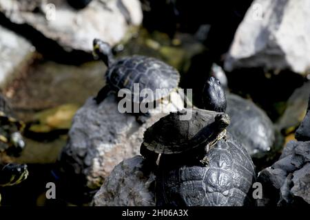 Teichschildkröten genießen die Sonne im Nationalgarten von Athen. Die Balkan-Wasserschildkröte oder westliche Kaspische Wasserschildkröte (Mauremys rivulata) ist eine Art von Terra Stockfoto