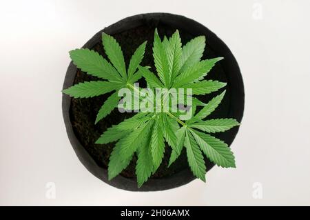Cannabisbusch wird auf weißem Hintergrund isoliert angebaut. Eine weibliche Marihuanapflanze in einem Topf mit Kokosnussboden, Draufsicht, flach liegend. Stockfoto