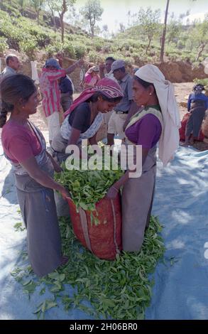 SRI LANKA: Teepickerinnen treffen sich mit Sammelteams, die die Blätter unter schattigen Bäumen in der Nähe des BOGAWANTALAWA Tea Estate wiegen, das häufig von gesehen wird Stockfoto
