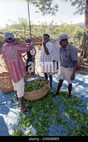 SRI LANKA: Teepickerinnen treffen sich mit Sammelmannschaften, die die Blätter in der Nähe des BOGAWANTALAWA Tea Estate wiegen, das häufig von vorbeiziehenden Touristen gesehen wird Stockfoto