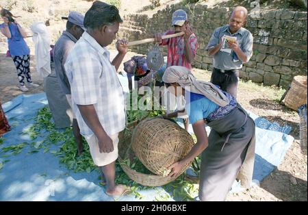 SRI LANKA: Teepickerinnen treffen sich mit Sammelmannschaften, die die Blätter in der Nähe des BOGAWANTALAWA Tea Estate wiegen, das häufig von vorbeiziehenden Touristen gesehen wird Stockfoto
