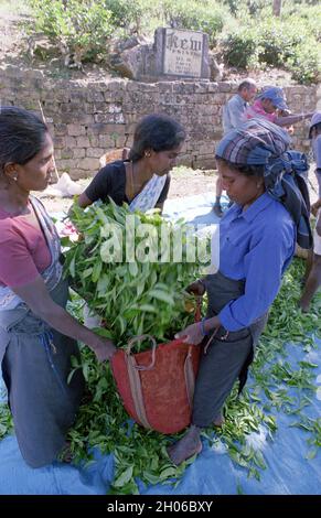 SRI LANKA: Teepickerinnen treffen sich mit Sammelmannschaften, die die Blätter in der Nähe des BOGAWANTALAWA Tea Estate wiegen, das häufig von vorbeiziehenden Touristen gesehen wird Stockfoto