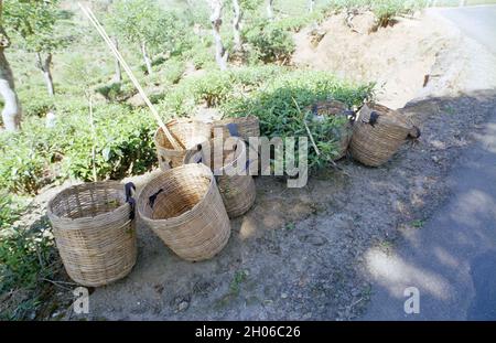 SRI LANKA: Leere Körbe für die Teeblätter - Teepickerinnen treffen sich mit Sammelteams, die die Blätter in der Nähe des BOGAWANTALAWA Tea Estate wiegen Stockfoto