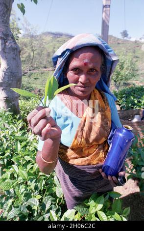 SRI LANKA: Porträt einer Teepickerin: Teepickerinnen treffen sich mit Sammelmannschaften, die die Blätter in der Nähe des BOGAWANTALAWA Tea Estate wiegen Stockfoto