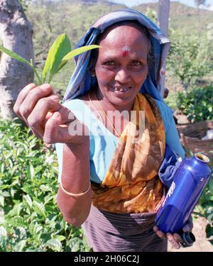 SRI LANKA: Teepickerinnen treffen sich mit Sammelmannschaften, die die Blätter in der Nähe des BOGAWANTALAWA Tea Estate wiegen, das häufig von vorbeiziehenden Touristen gesehen wird Stockfoto