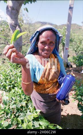SRI LANKA: Teepickerinnen treffen sich mit Sammelmannschaften, die die Blätter in der Nähe des BOGAWANTALAWA Tea Estate wiegen, das häufig von vorbeiziehenden Touristen gesehen wird Stockfoto