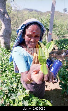 SRI LANKA: Teepickerinnen treffen sich mit Sammelmannschaften, die die Blätter in der Nähe des BOGAWANTALAWA Tea Estate wiegen, das häufig von vorbeiziehenden Touristen gesehen wird Stockfoto