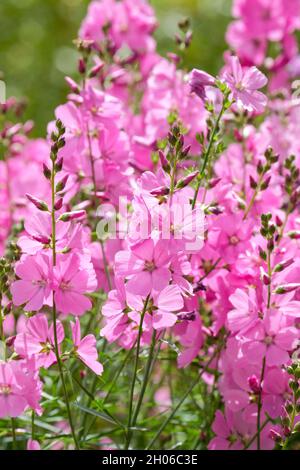 Große Bonbon rosa Blüten von Sidalcea 'Sussex Beauty'. Prairie Mallow 'Sussex Beauty'. Stockfoto