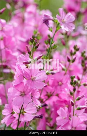 Große Bonbon rosa Blüten von Sidalcea 'Sussex Beauty'. Prairie Mallow 'Sussex Beauty'. Stockfoto